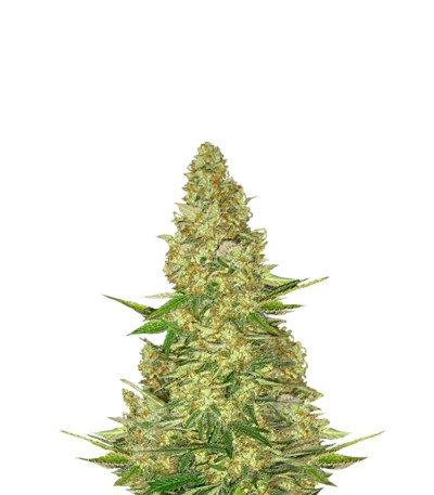 Семена сорта Power VIP fem (VIP seeds)