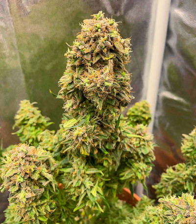 Семена конопли сорта Titan F1 Auto fem