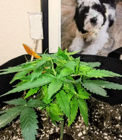 Семена сорта Chrystal fem (Nirvana Seeds)