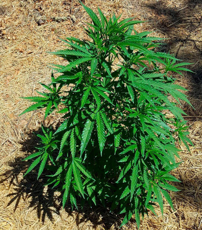 Семена сорта Mind Cantrol fem (Dr. Krippling Seeds)