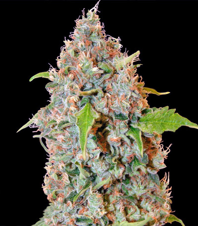 Семена сорта Chronic Thunder fem