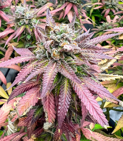 Семена сорта конопли Pink Runtz Auto от 7CH American