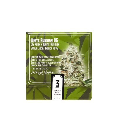 Семена сорта White Russian OG fem (Kalashnikov Seeds)