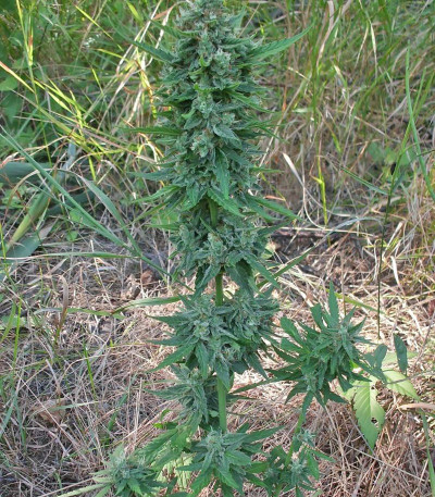 Семена сорта Niagara Auto fem Doctor’s Choice