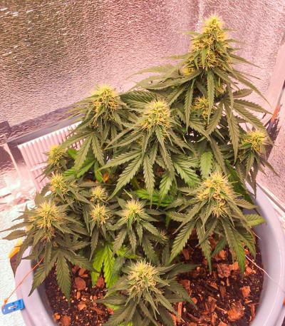 Семена сорта Auto Ak (Auto Ak 47) fem (Семяныч)