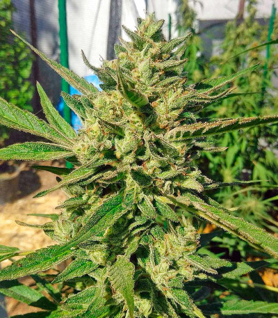 Семена сорта Black D.O.G. fem