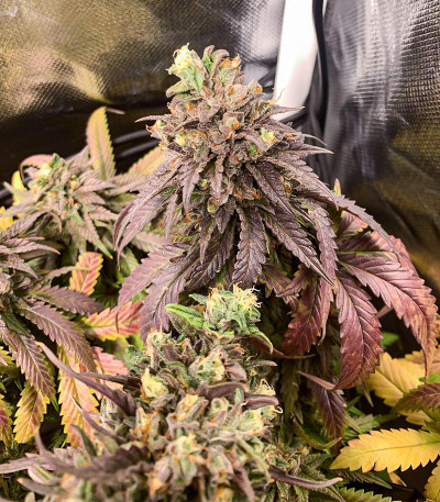 Семена сорта Chem Cookies fem (AlphaFem Seeds)