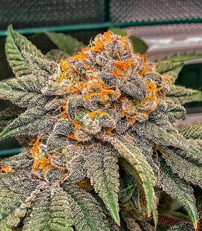 Семена сорта Da Vinci fem (UKHTA)