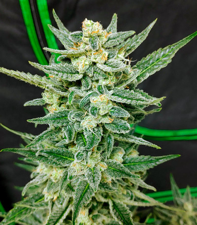 Семена сорта Strawberry Banana Auto fem (FastBuds)