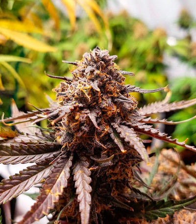 Семена сорта Super Glue #4 Auto fem (High Speed ​​Buds)