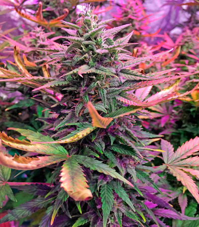 Семена сорта Haze XXL Autoflowering fem
