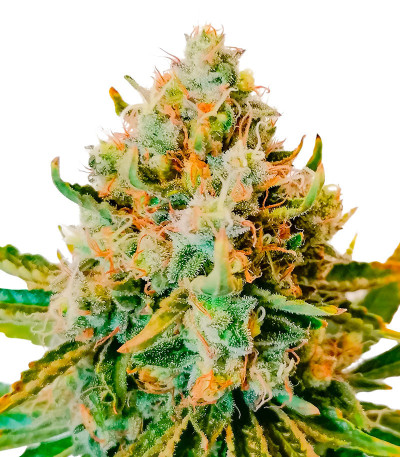 Семена конопли сорта Permanent Marker fem (7CH American)