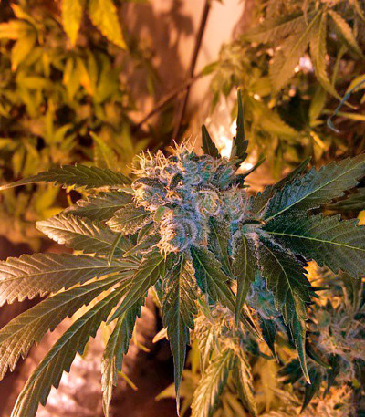 Семена сорта Afghan Kush X White Widow fem (World of Seeds)