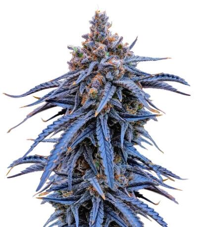 Семена сорта Insane OG Strain