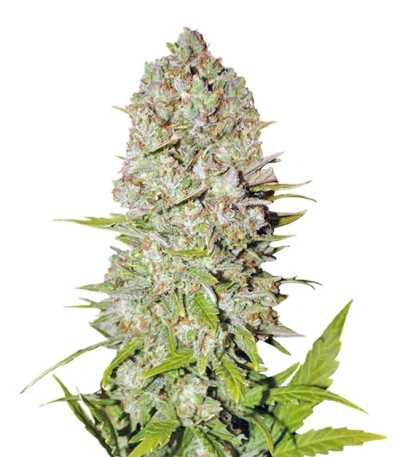 Семена сорта Pineapple Express Auto fem (FastBuds)