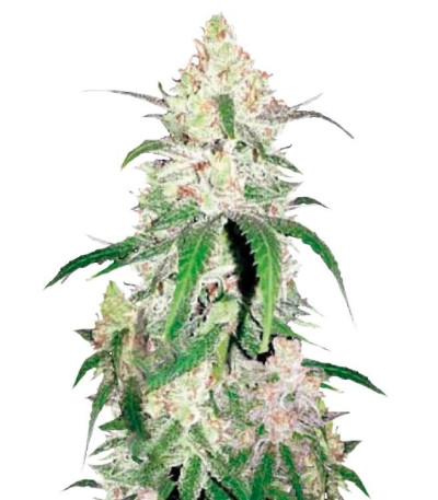 Семена сорта Special Lime Haze fem