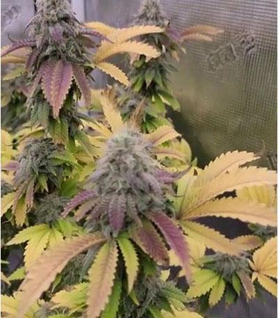 Семена сорта Bruce Banner #3 fem (Original Sensible Seeds)