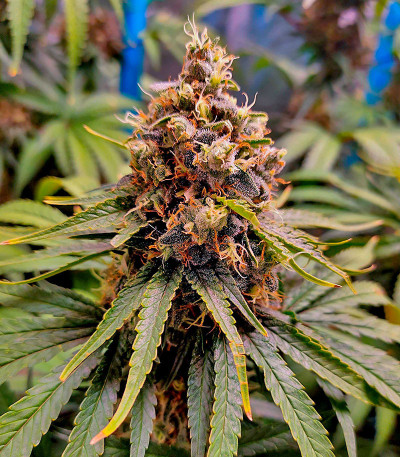 Семена сорта Bruce Banner #3 Auto fem (Herbies Seeds)