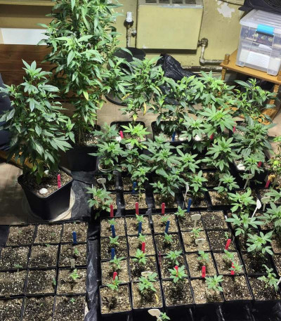 Семена сорта Choco Bud fem (Vision Seeds)