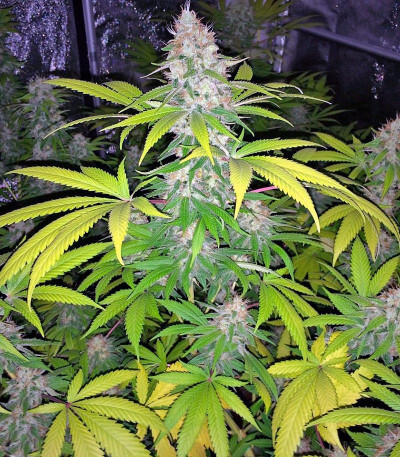 Семена сорта Mohan Ram Auto fem (Sweet Seeds)