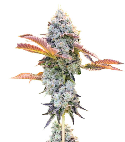 Семена сорта Bay Burger fem (Delicious Seeds)