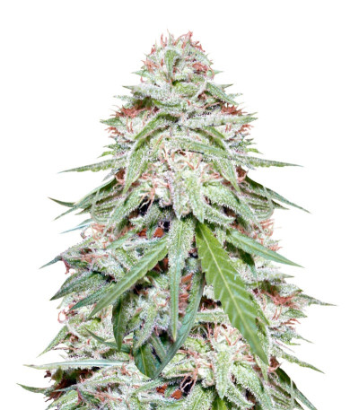 Семена сорта Spinning Buzz Kick Auto fem (Dr. Krippling Seeds)