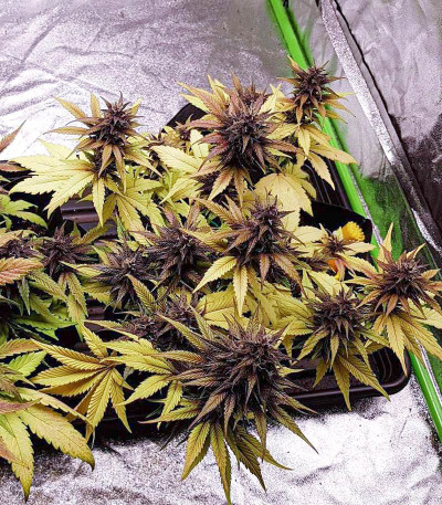 Семена сорта Auto Purple fem (Pyramid Seeds)