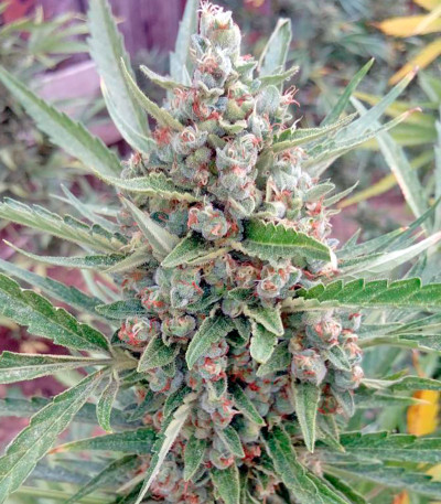 Семена сорта Auto Chocolate Skunk fem (00 Seeds)