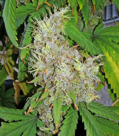 Семена сорта California Dream fem (Mandala Seeds)