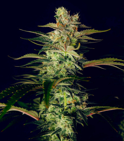 Семена сорта Godzilla Original Glue GG#4 fem (Herbies Seeds)