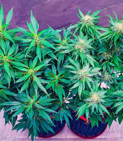 Семена сорта Mimosa Shot fem (Herbies Seeds)