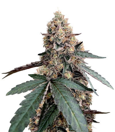 Семена сорта Runtz Muffin (Barney’s Farm)