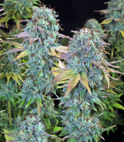 Семена сорта Serious Happiness reg (Serious Seeds)