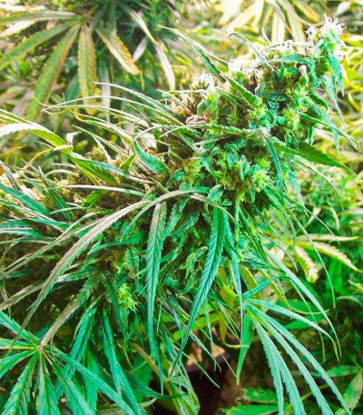 Семена сорта Satori x Mountain Gold regular (Mandala Seeds)