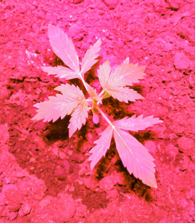 Семена сорта Glookies fem (Barney's Farm)