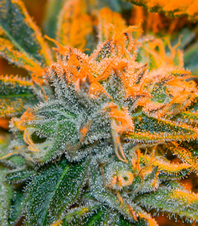 Семена сорта Peyote Critical fem (Barney's Farm)