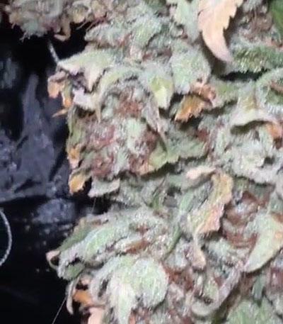 Семена сорта Planet of the Grapes RBX fem (Ethos Genetics)