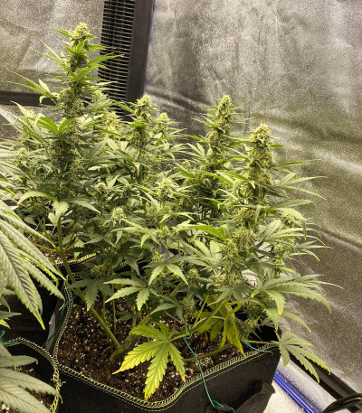 Семена сорта Auto Colorado Cookies fem (Dutch Passion)