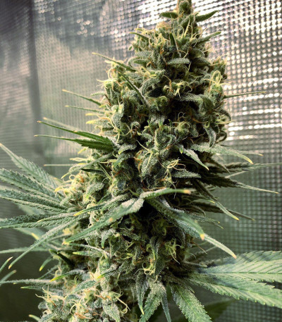 Семена сорта Chocobang fem (Delicious Seeds)