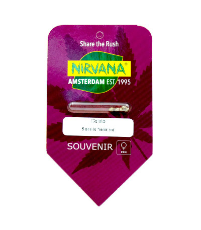 Семена сорта Gelato fem (Nirvana Seeds)