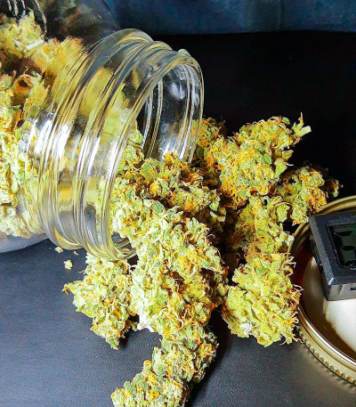 Семена сорта Mandarin Thuggee fem (AlphaFem Seeds)