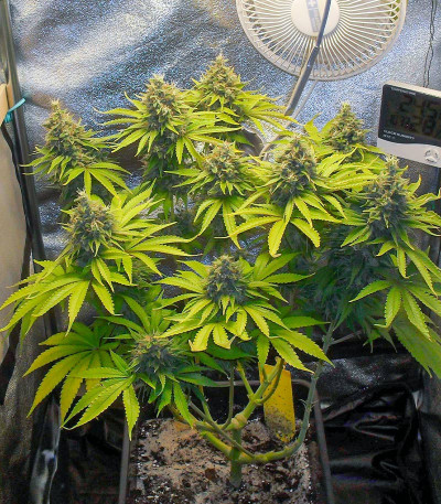 Семена сорта NYC Diesel CBD fem (Sweet Seeds)