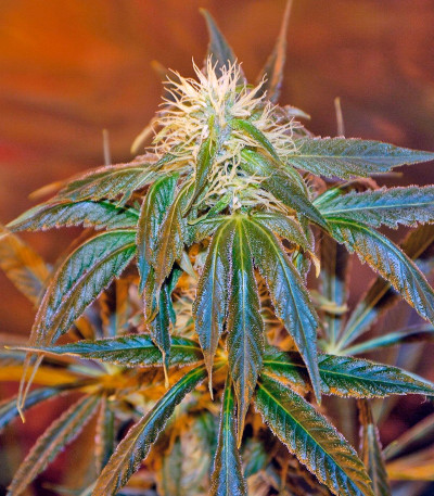 Семена сорта Top Dawg fem