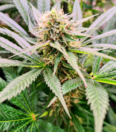 Семена сорта Watermelon Zkittlez fem