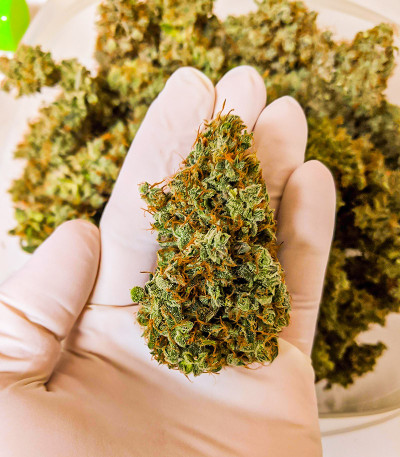 Семена сорта Black Herer Autoflower fem (Easy Grow Seeds)