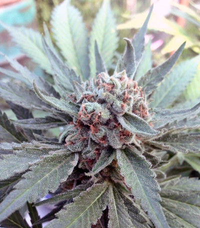 Семена марихуаны Snegurochka