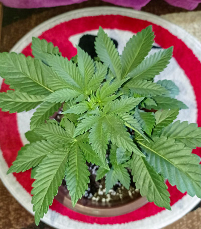 Семена сорта White Widow fem (Семяныч)