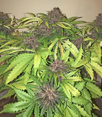 Семена сорта Crystal METH Auto fem (FastBuds)