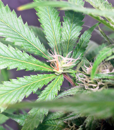 Семена сорта Blackberry fem (Nirvana Seeds)