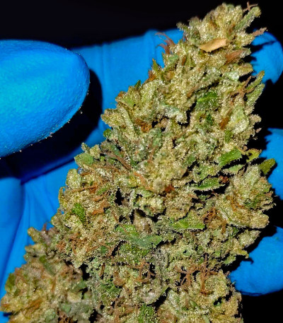 Семена сорта Gorilla Melon fem (FastBuds)